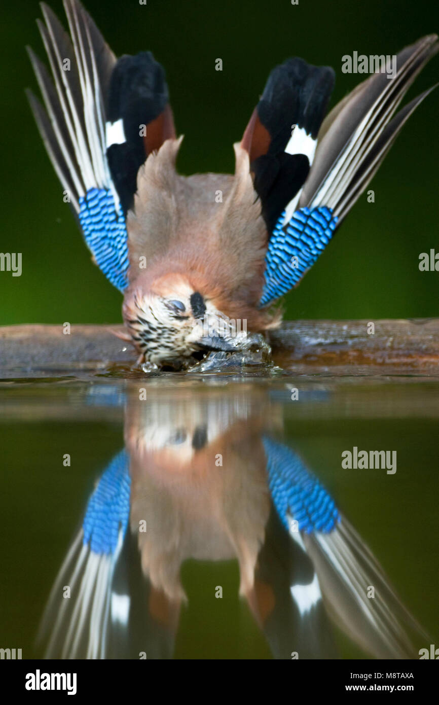 Badderende Gaai; Eurasischen Jay Baden Stockfoto