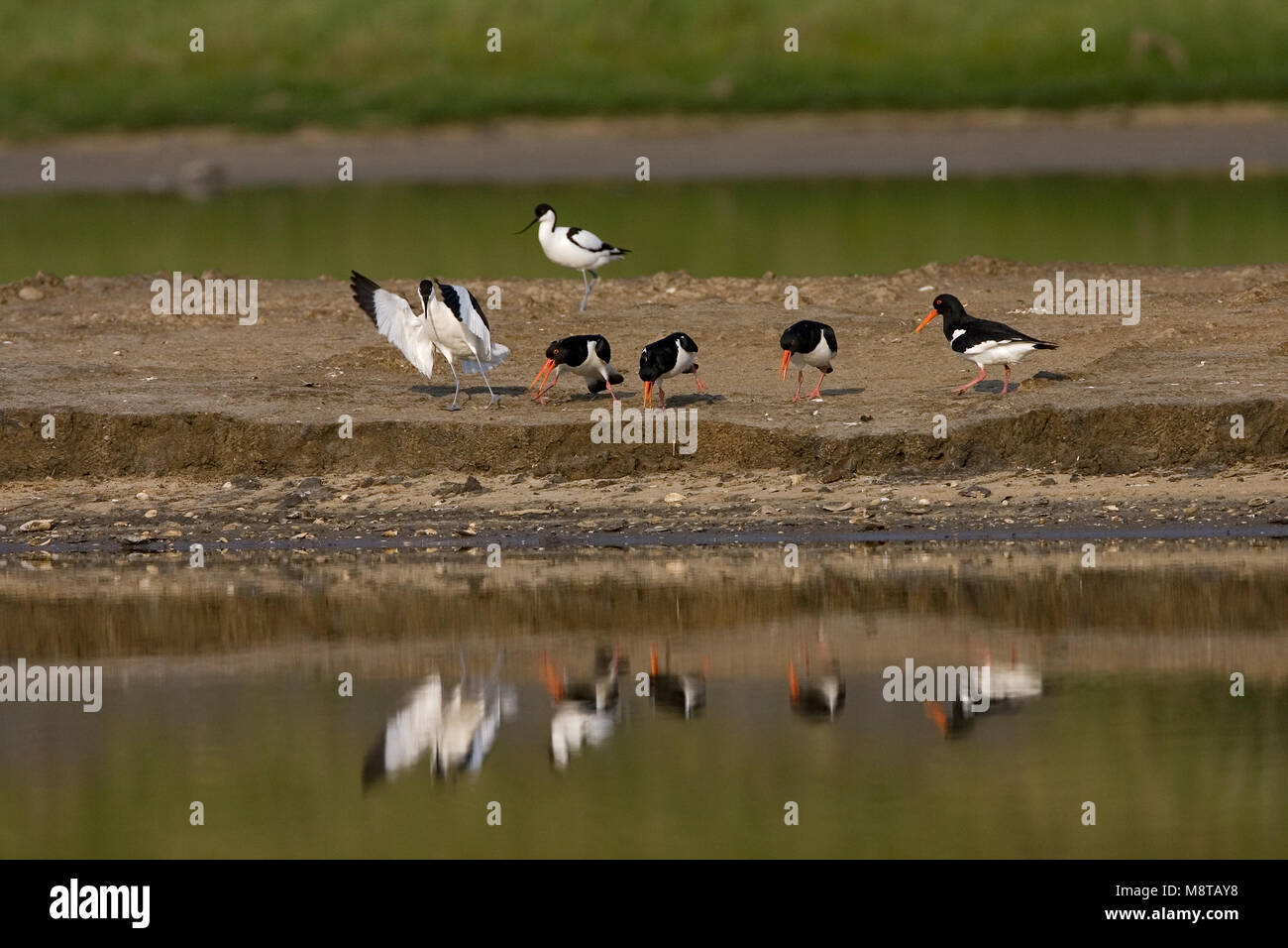 Eurasischen Austernfischer und Pied Avocet argumentieren; Scholekster de Kluut kibbelend Stockfoto