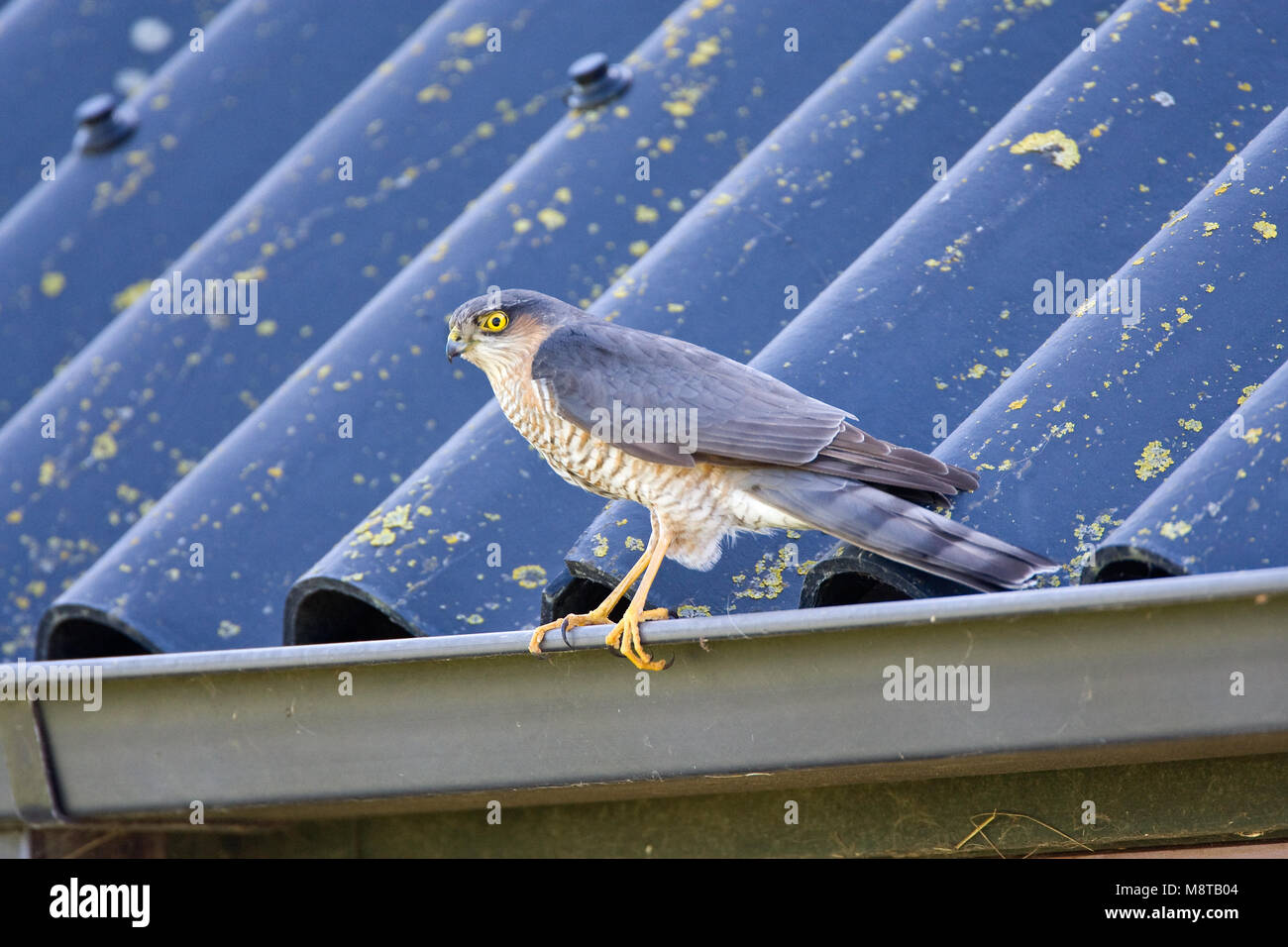 Mannetje Sperwer in de dakgoot; Männliche Eurasian Sparrowhawk thront auf einem Dach Stockfoto