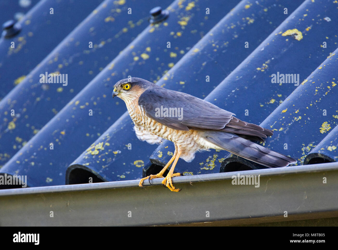 Sperwer zittend in de dakgoot; Eurasian Sparrowhawk auf dem Dach Stockfoto
