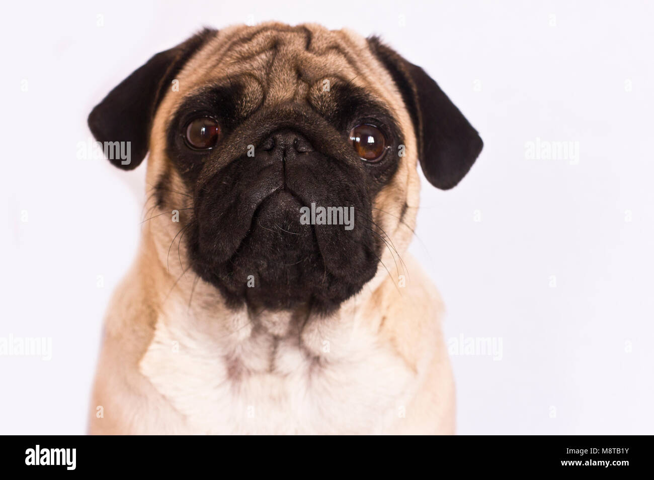 Der Mops Hund sitzt und schaut direkt in die Kamera. Traurig, großen Augen. Stockfoto