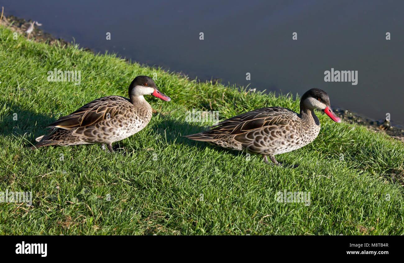 Red Billed Pintails/Rot abgerechnet Teal (Anas erythrorhyncha) Stockfoto