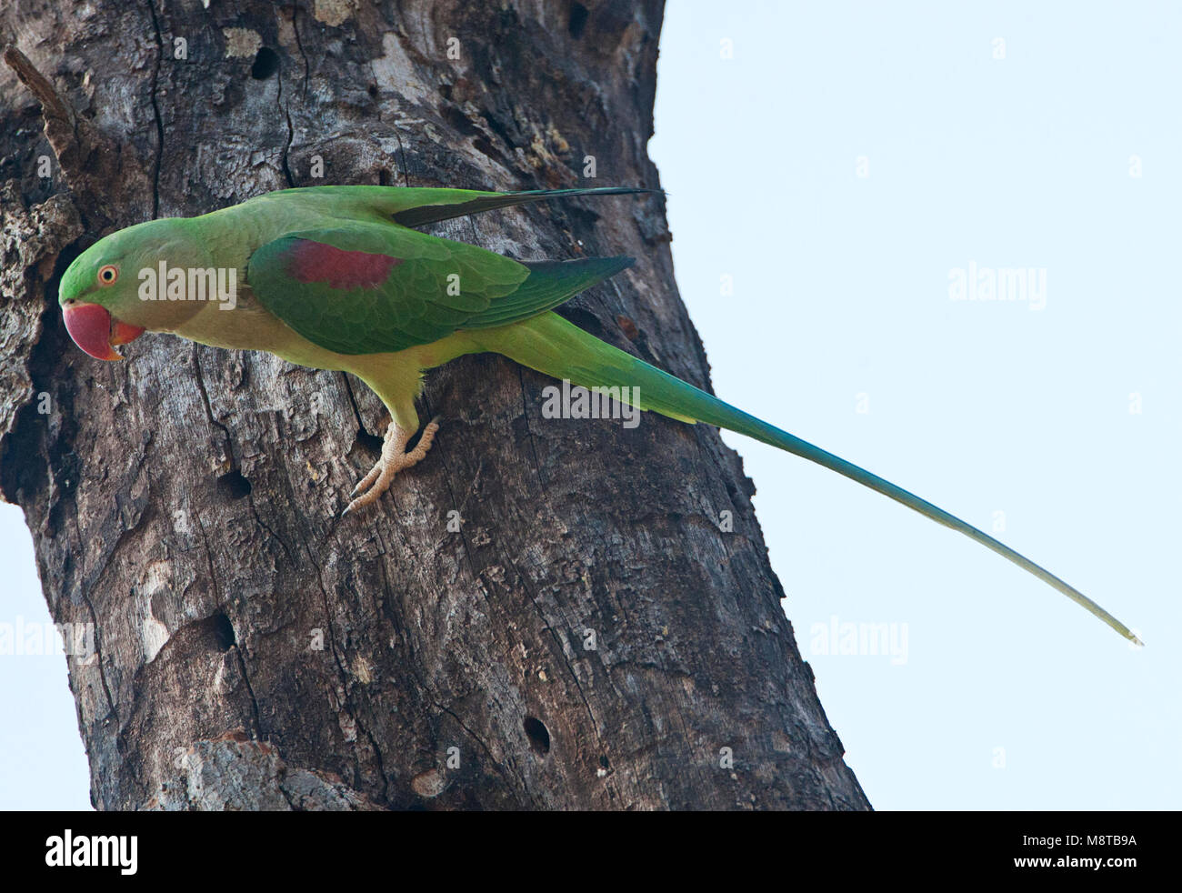 Alexanderparkiet zittend in een Boom; Alexandrine Parakeet (Psittacula eupartia) in einem Baum gehockt Stockfoto