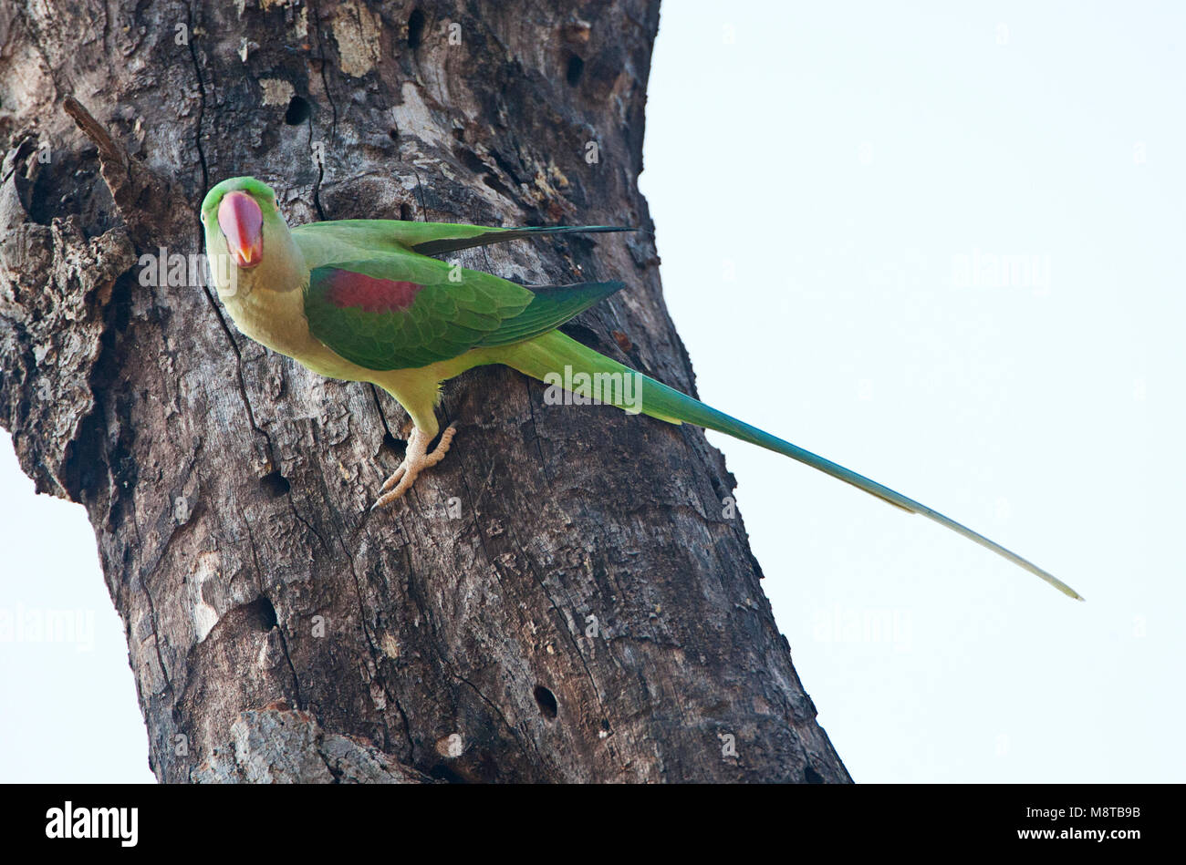 Alexanderparkiet zittend in een Boom; Alexandrine Parakeet (Psittacula eupartia) in einem Baum gehockt Stockfoto