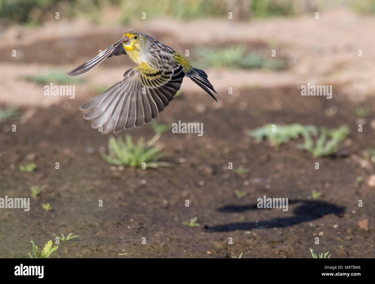 Atlantik Kanarische im Flug Stockfoto