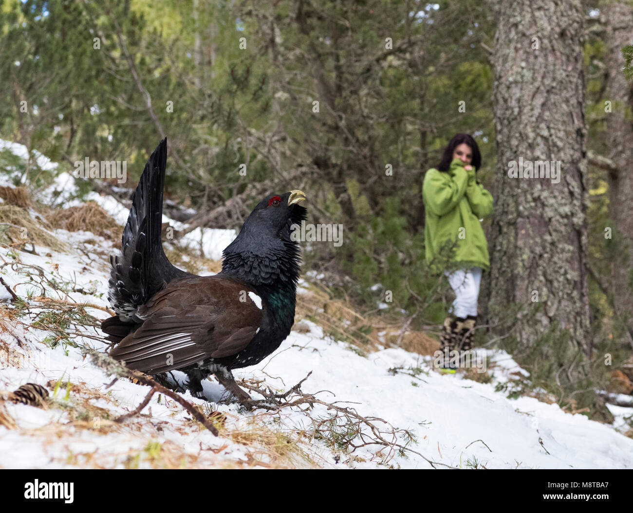 Baltsende Auerhoen; Western Auerhahn (Tetrao urogallus) aufrufen Stockfoto