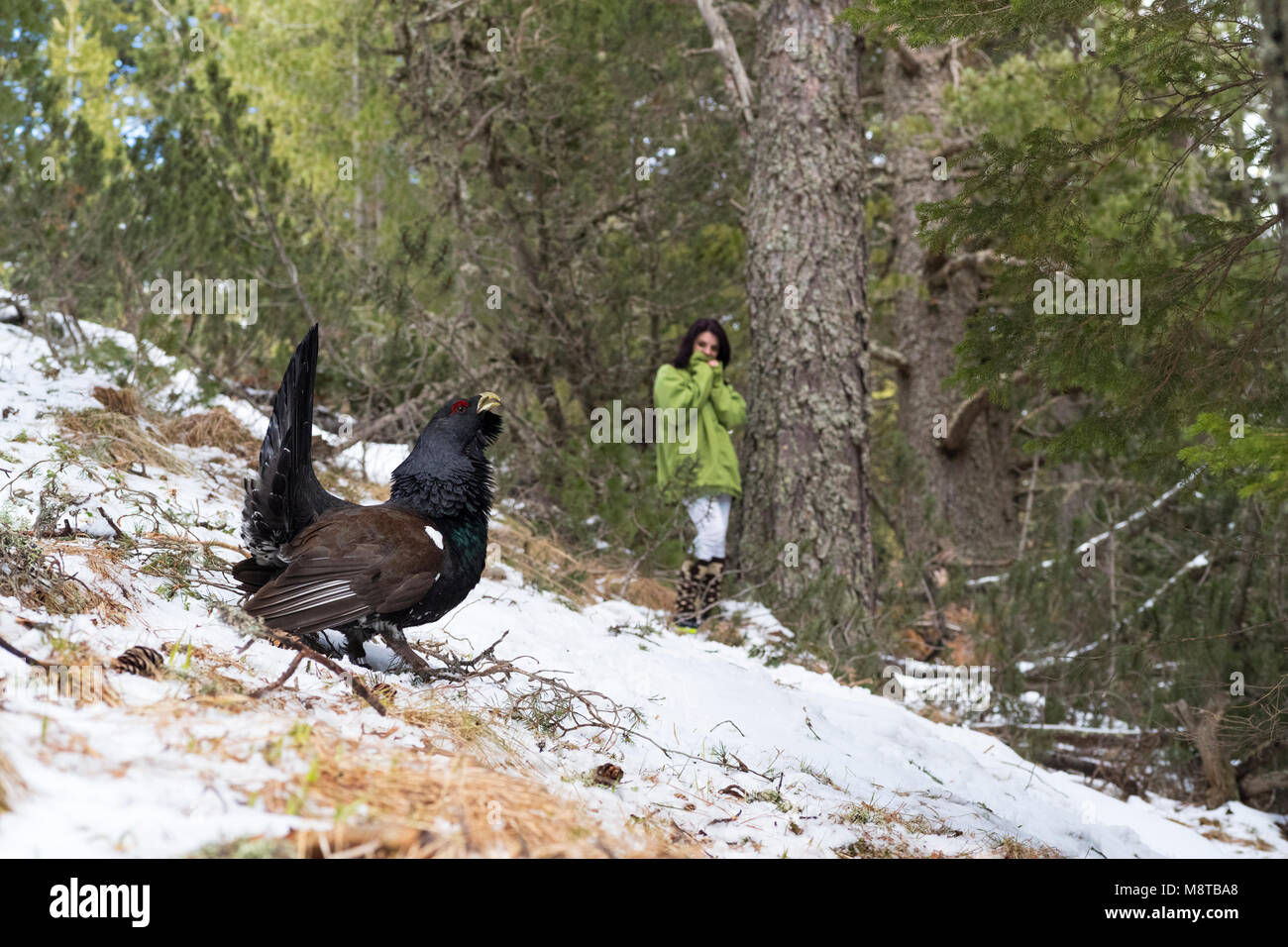 Baltsende Auerhoen; Western Auerhahn (Tetrao urogallus) aufrufen Stockfoto