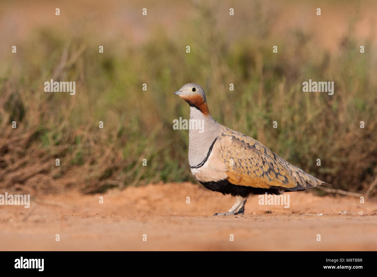 Mannetje Zwartbuikzandhoen wachtend Bij de drinkplaats; Männlich Black-bellied Sandgrouse warten am drinkingpool Stockfoto