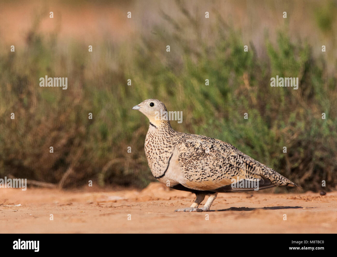 Vrouwtje Zwartbuikzandhoen staand op Spaanse Steppe; weiblich Black-bellied Sandgrouse stehend auf Spanisch Steppen Stockfoto