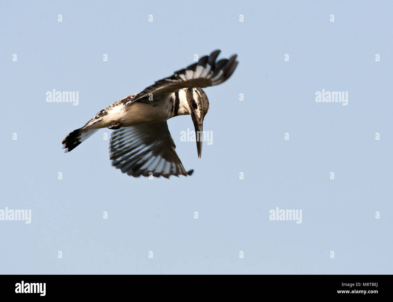 Bonte IJsvogel biddend boven Wasser op Zoek naar voedsel, Pied Kingfisher schweben über einen Pool in Suche von Essen Stockfoto