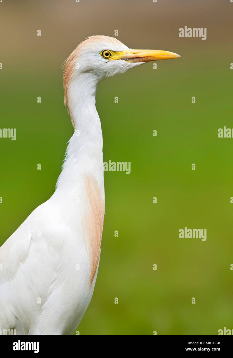 Koereiger, Kuhreiher, Bubulcus ibis Stockfoto