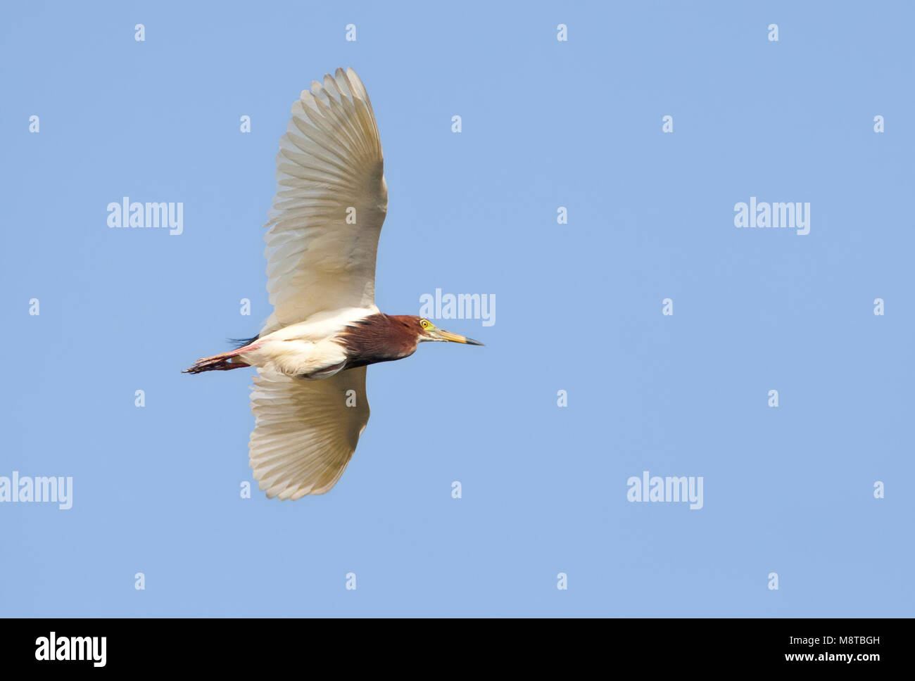Chinesisch, Chinesisch Ralreiger Pond-Heron, ardeola Bacchus Stockfoto