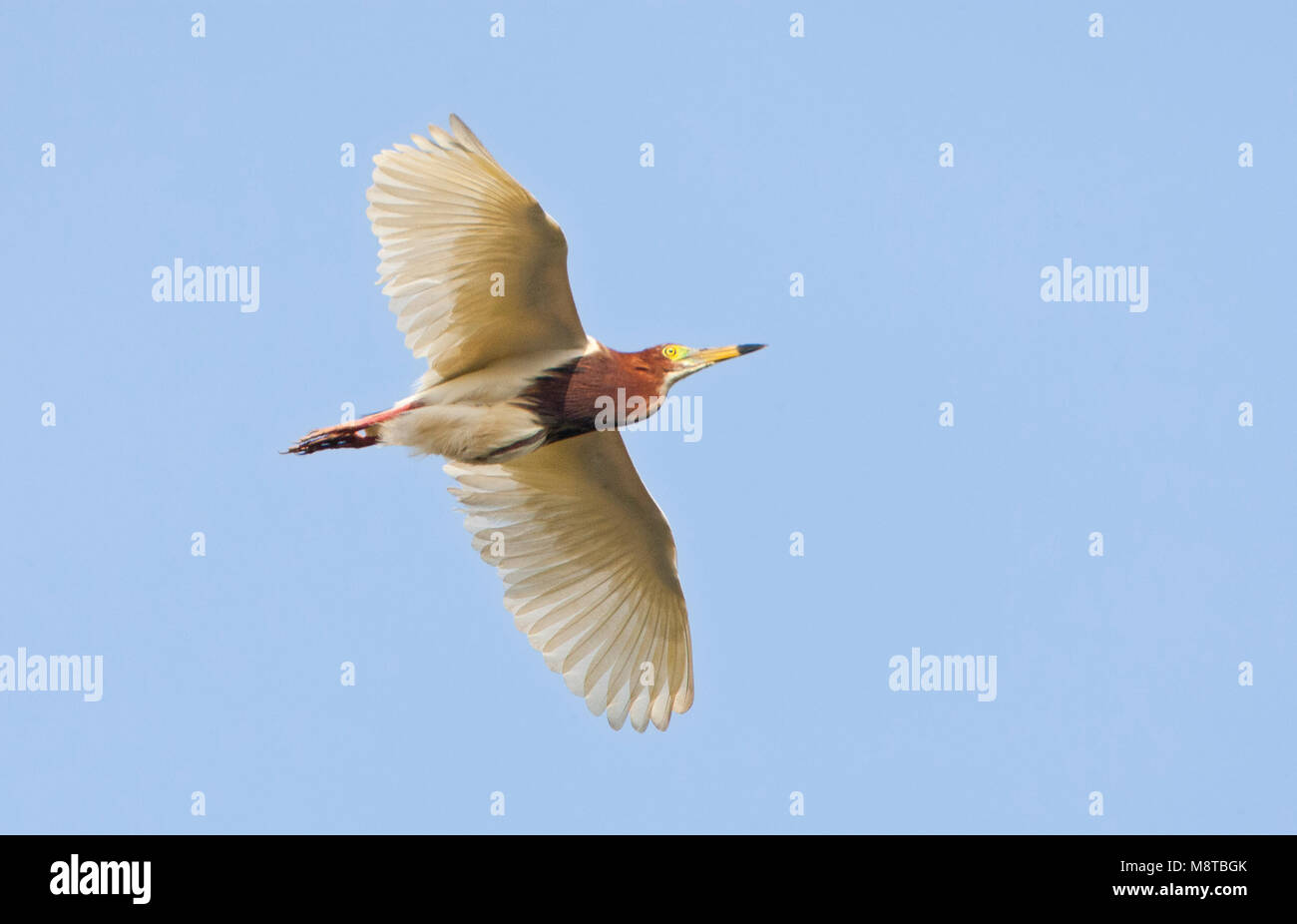 Chinesische zomerkleed Ralreiger in Vlucht; Chinesische Pond-Heron (ardeola Bacchus) im Flug Stockfoto