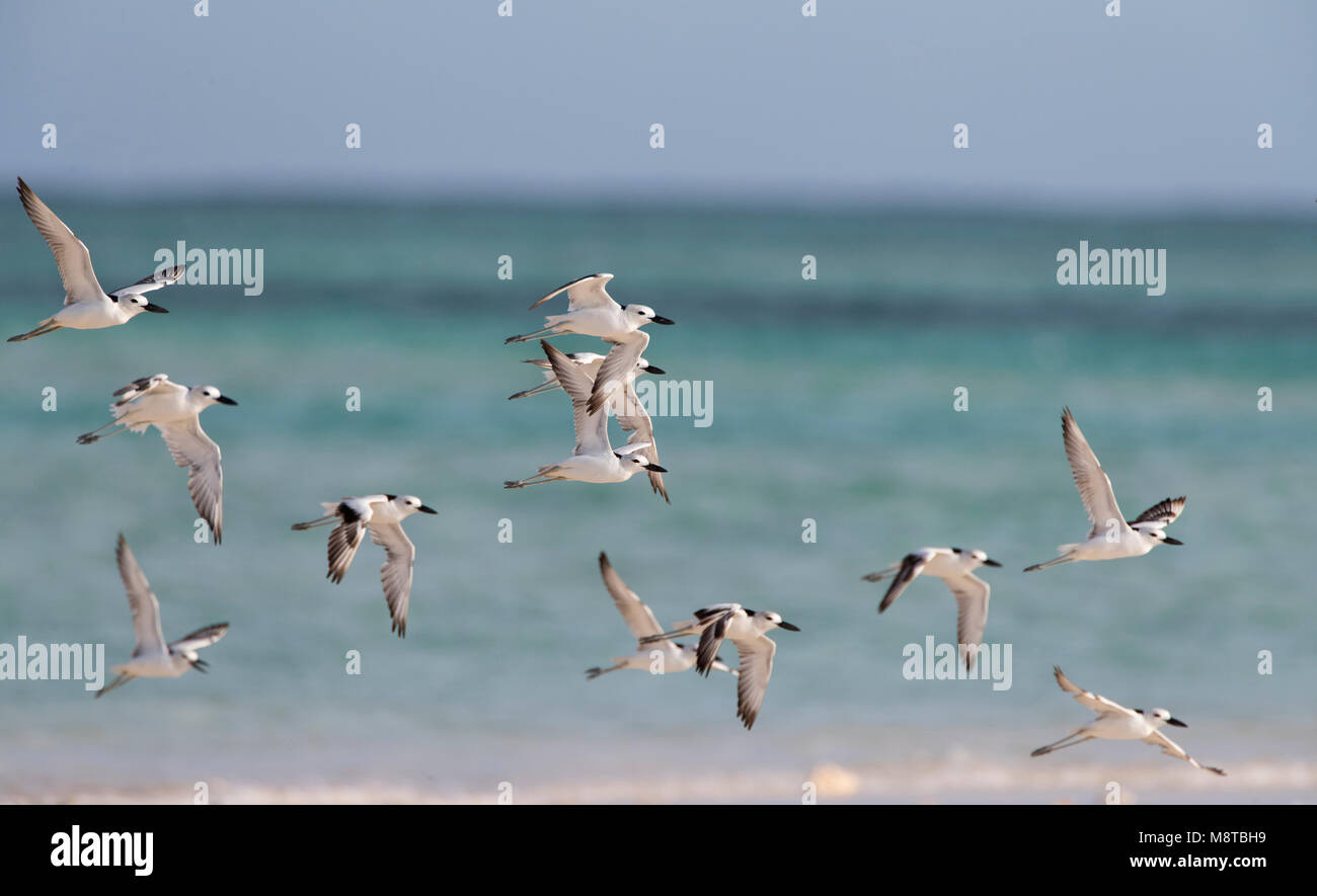 Krabplevieren op Nosy Ve, Madagaskar; Krabbe Regenpfeifer (Dromas ardeola) auf Nosy Ve, Madagaskar Stockfoto