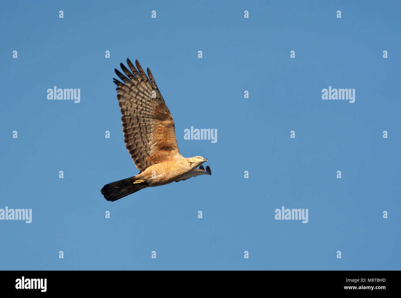 Maleise Wespendief op doortrek über glückliche Insel; Crested Wespenbussard Migration über Happy Island, China Stockfoto