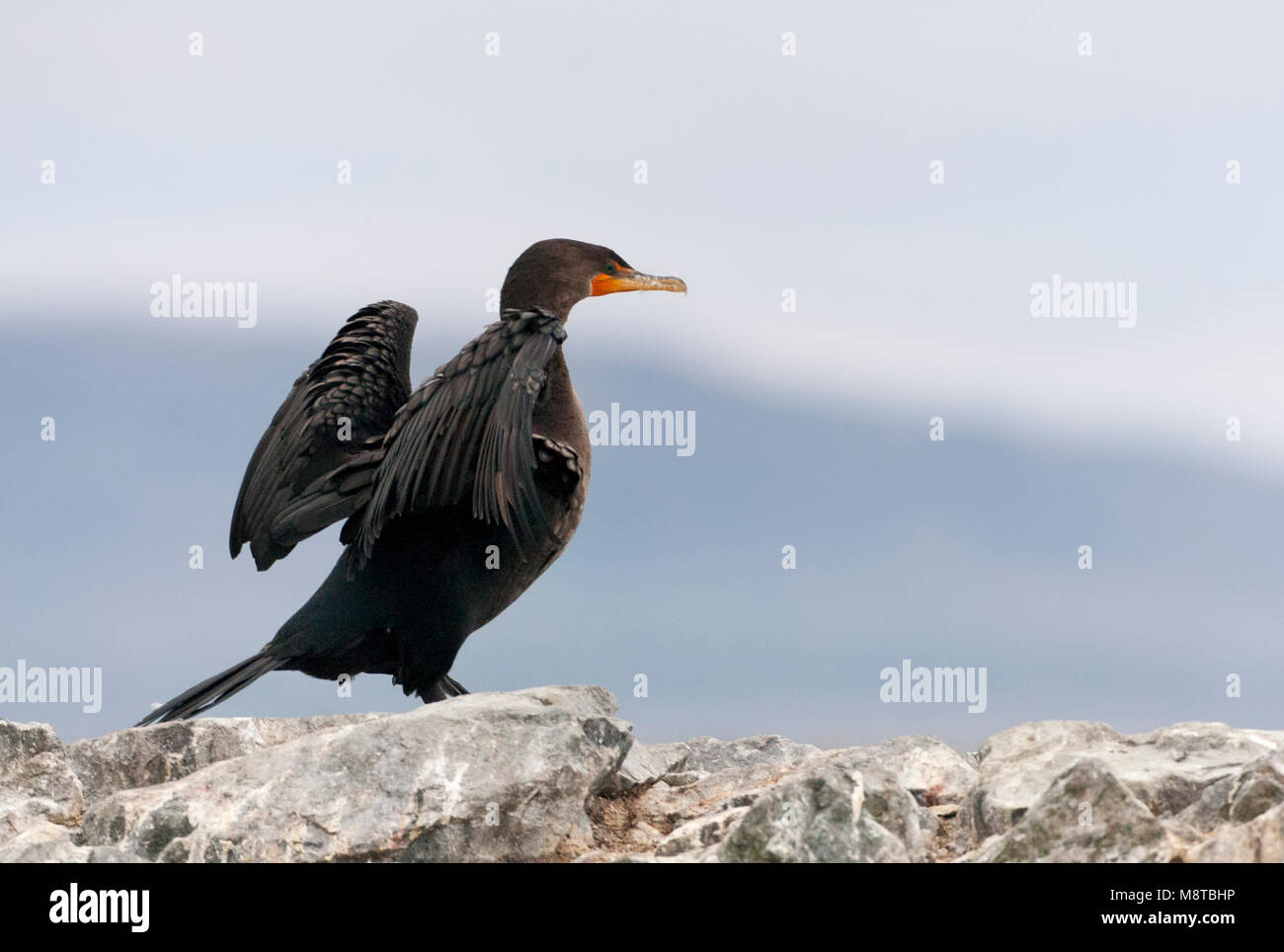 Geoorde Aalscholver; Double-Crested Cormorant (Phalacrocorax auritus) Stockfoto