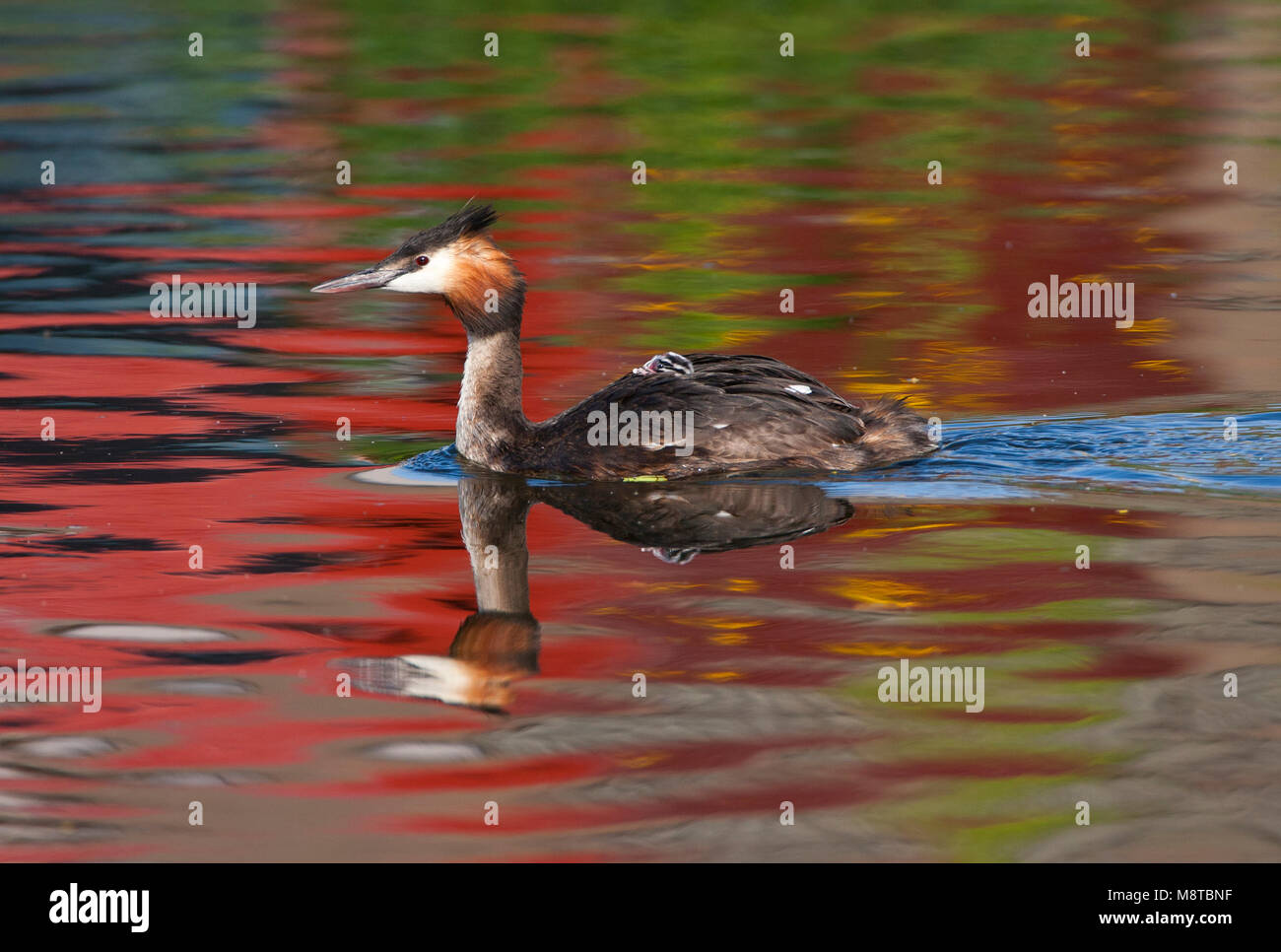 Great Crested Grebe schwimmen Stockfoto