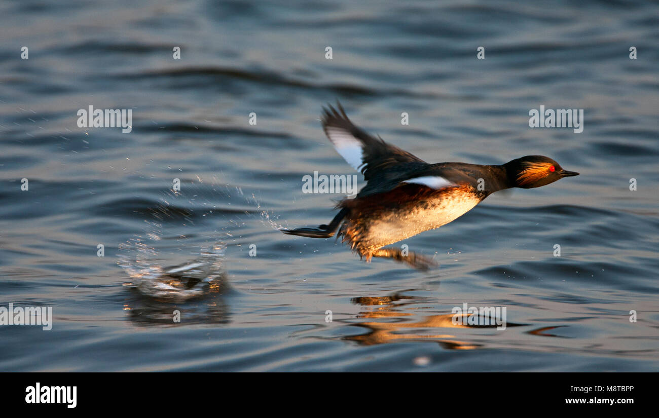 Opvliegende Geoorde Fuut; Schwarzhalstaucher Fliegen Stockfoto