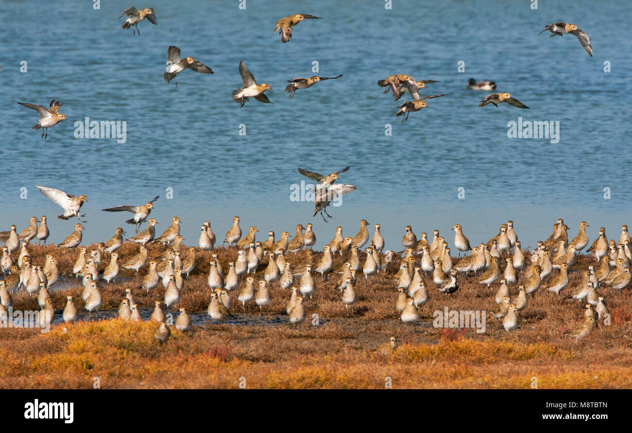 "Goudplevier"; Europäische Goldregenpfeifer Pluvialis apricaria; Stockfoto