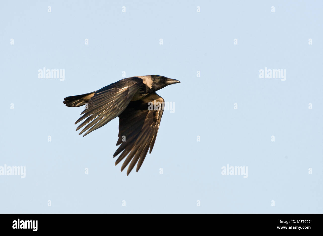 Bonte Kraai, Nebelkrähe, Corvus cornix Stockfoto