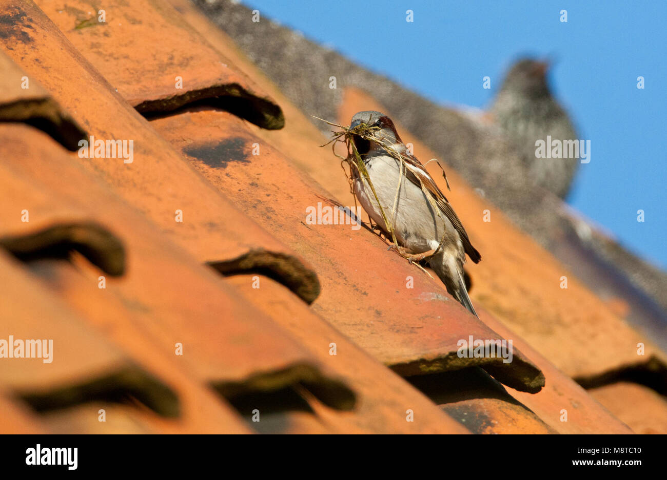 Huismus mannetje zittend op het dak van een Huis met nestmateriaal; Haussperling Mann auf dem Dach eines Hauses mit Nistmaterial gehockt Stockfoto