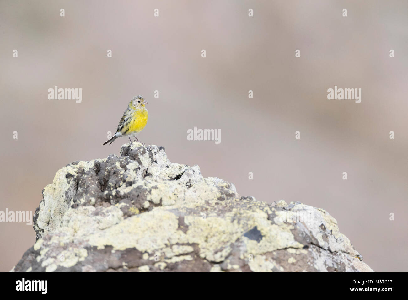 Altantic Kanarischen auf Madeira Stockfoto