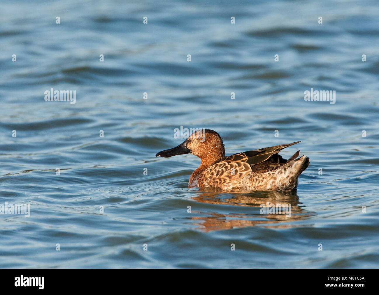 In Kaneeltaling najaarskleed; Cinnamon Teal (Anas cyanoptera) Schwimmen im Herbst Gefieder Stockfoto