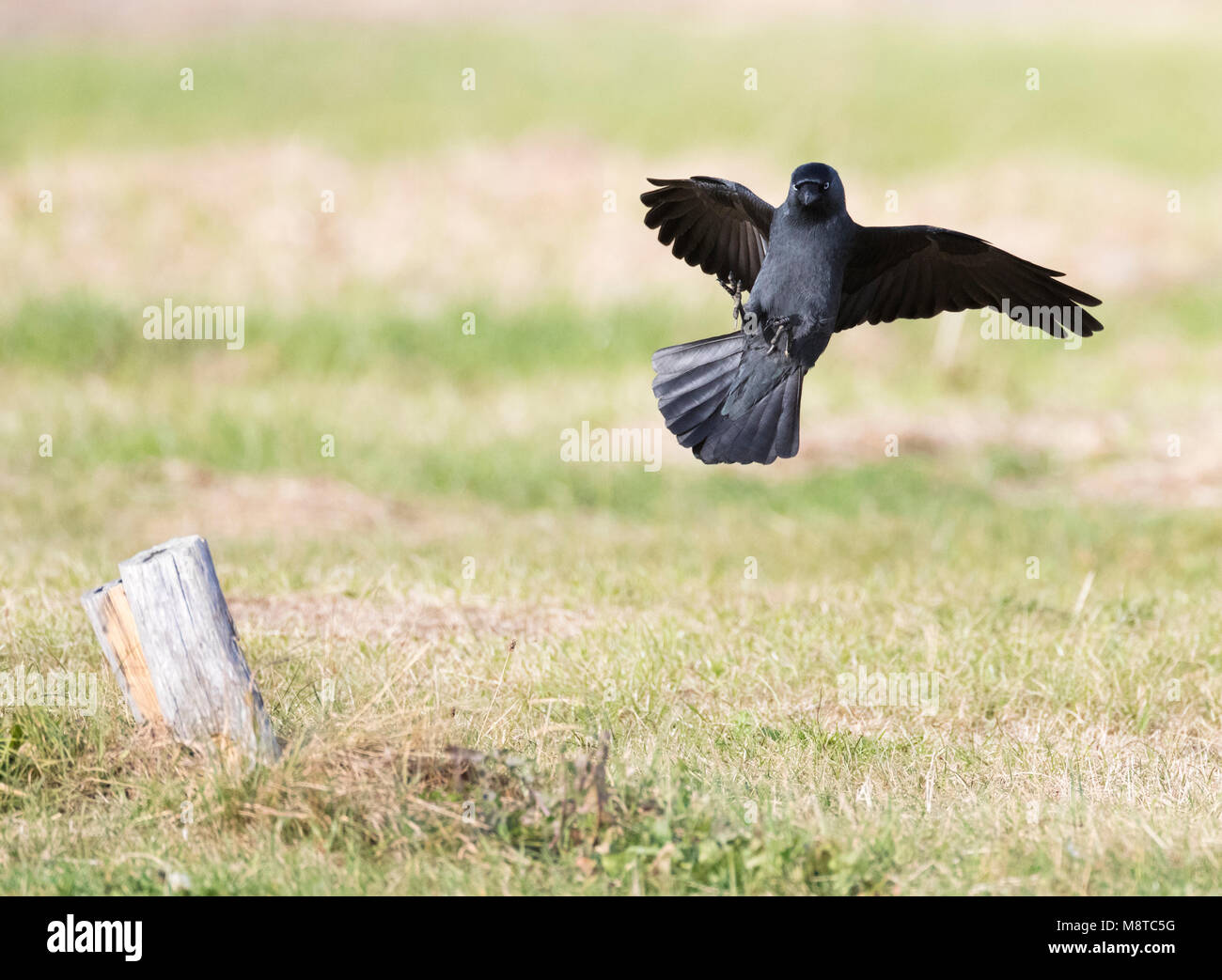 Kauw; Western Dohle (Corvus monedula) Stockfoto