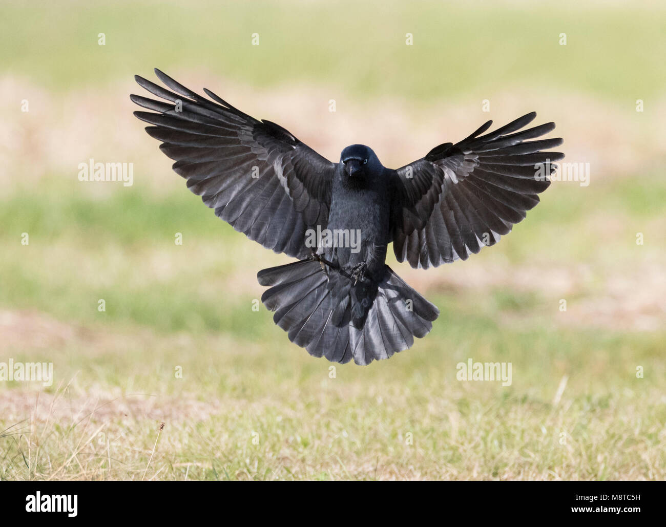 Kauw; Western Dohle (Corvus monedula) Stockfoto