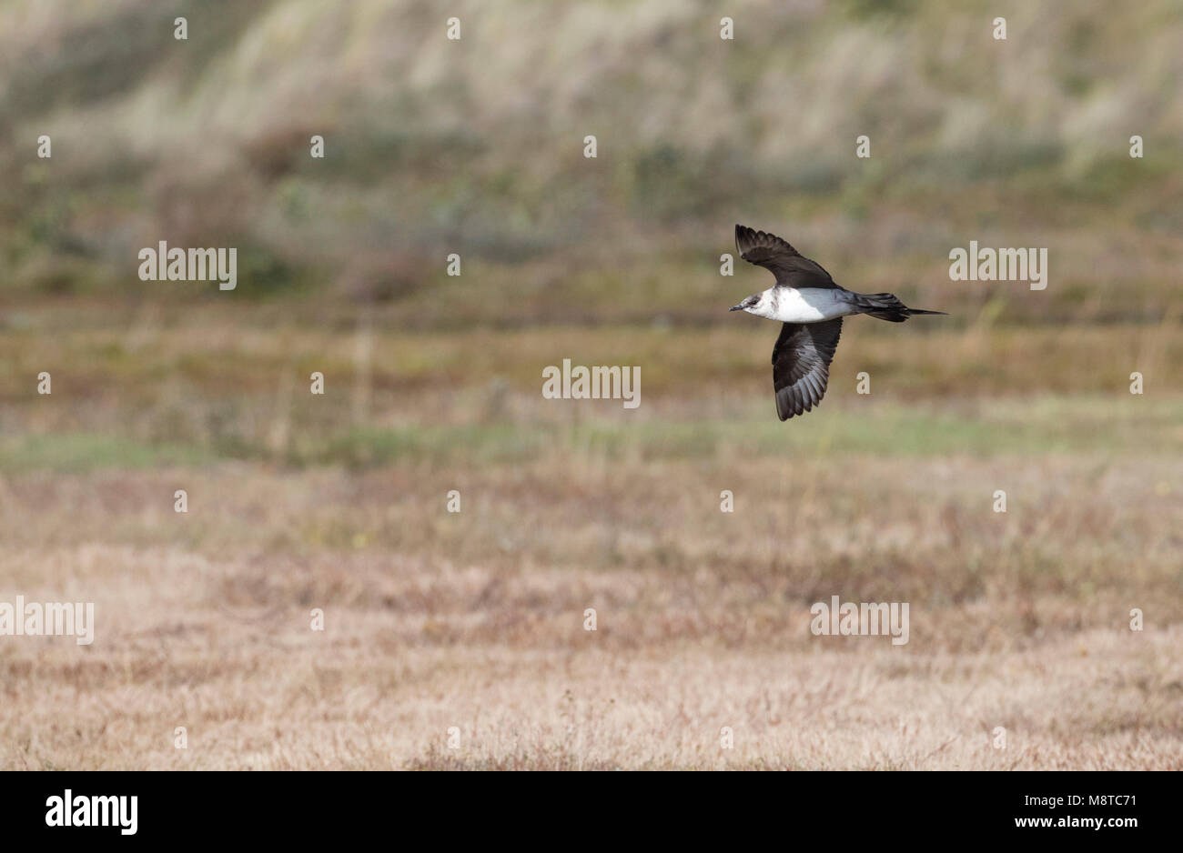 Schmarotzerraubmöwe (Eulen parasiticus) nach der Mauser zu Winter Gefieder im Flug Stockfoto