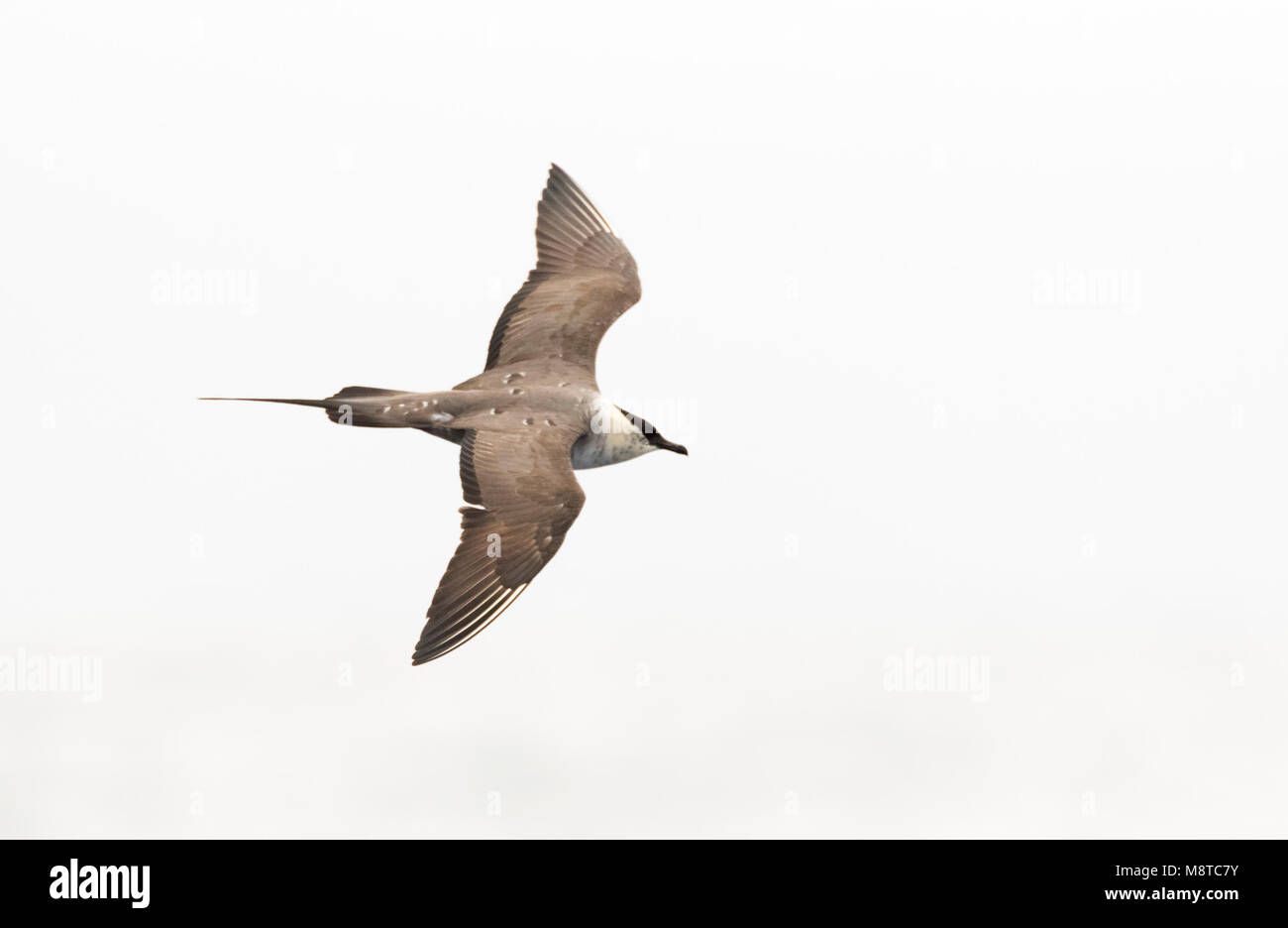 Long-tailed Skua (Eulen longicaudus) nach der Mauser zu Winter Federkleid, Fliegen Madeira über dem Atlantik Stockfoto