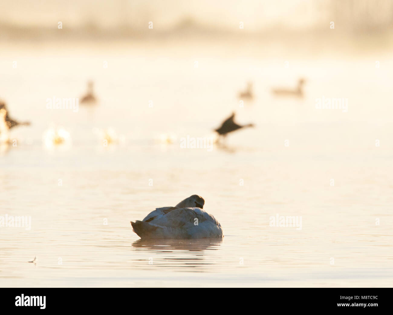 Knobbelzwaan rustend op het water met rennende Meerkoet op Achtergrond; Swan ruht auf dem Wasser Stummschaltung Stockfoto
