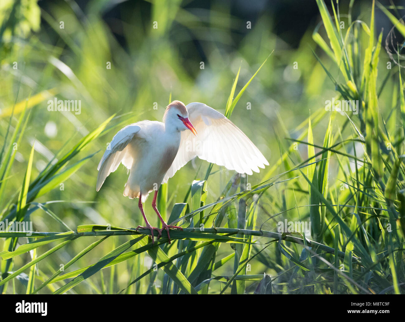 Koereiger landend bij broedkolonie in Madagaskar; Kuhreiher (Bubulcus ibis) Landung auf Kolonie in Madagaskar Stockfoto