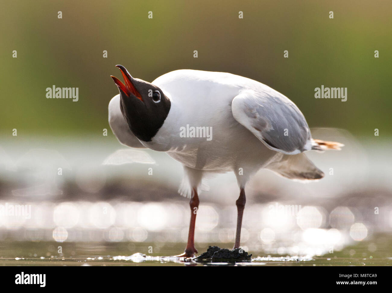 Kokmeeuw roepend ; gemeinsame Lachmöwe Aufruf Stockfoto