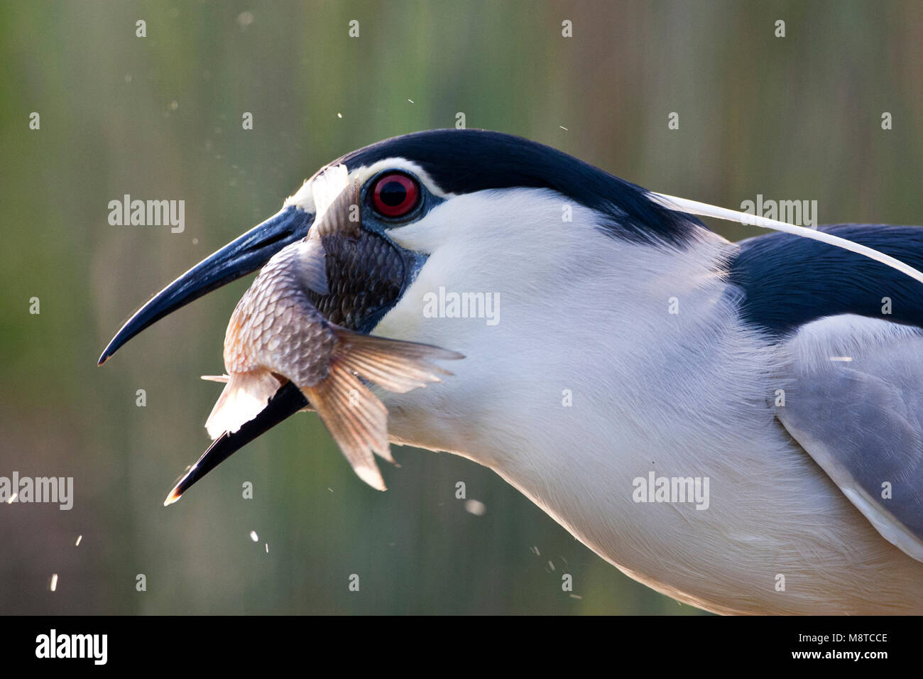 Kwak met een Grote vis in zijn snavel; Schwarz - gekrönte Night Heron tragen ein großer Fisch im Schnabel Stockfoto