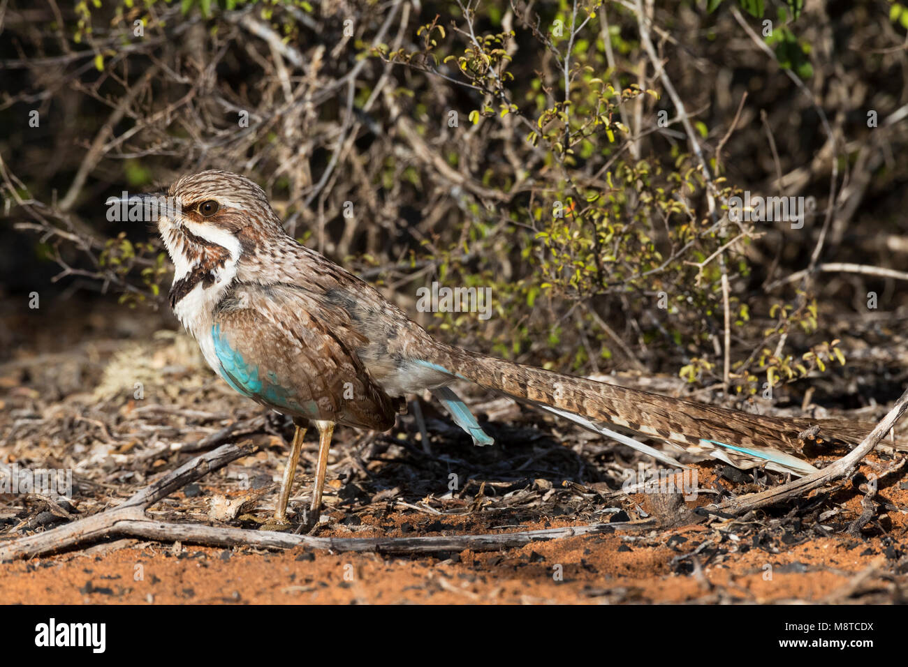 Langstaartgrondscharrelaar in Stacheligen Wald Madagaskar; Long-tailed Ground-Roller (Spinfo Uratelornis Chimera) im Wald, Madagaskar Stockfoto
