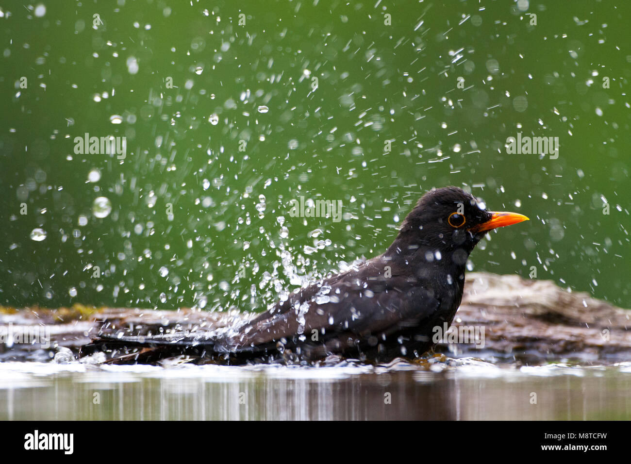 Badderende Merel; Bading Blackbird Stockfoto