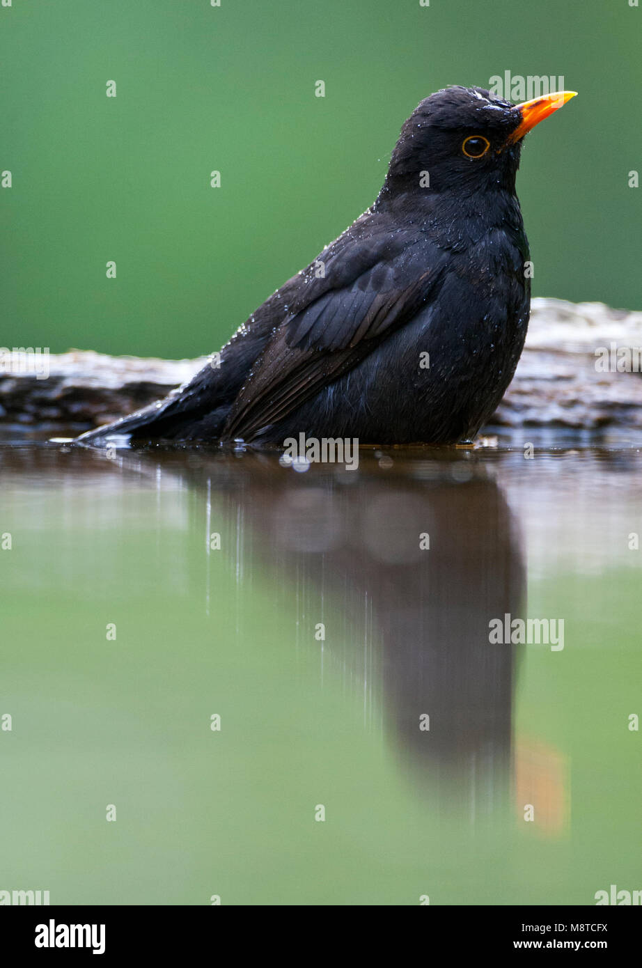 Merel Mannetje zittend in het water met spiegelbeeld; Männliche Amsel sitzen im Wasser mit seiner Reflexion Stockfoto