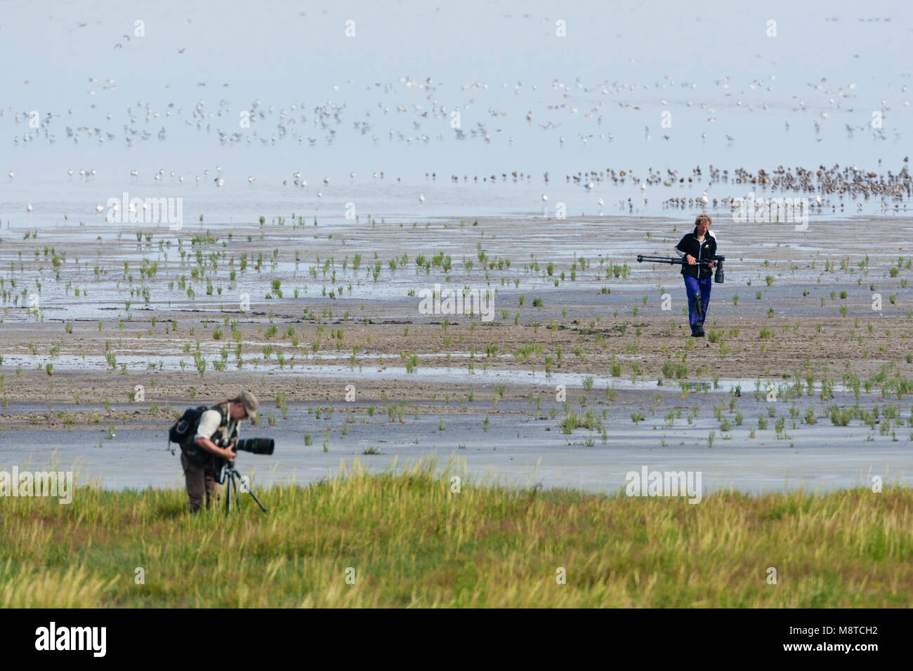 Vogelfotografen in actie op drooggevallen Wattenmeer; Vogel Fotografen in Aktion zu ausgetrocknet Wattenmeer Stockfoto