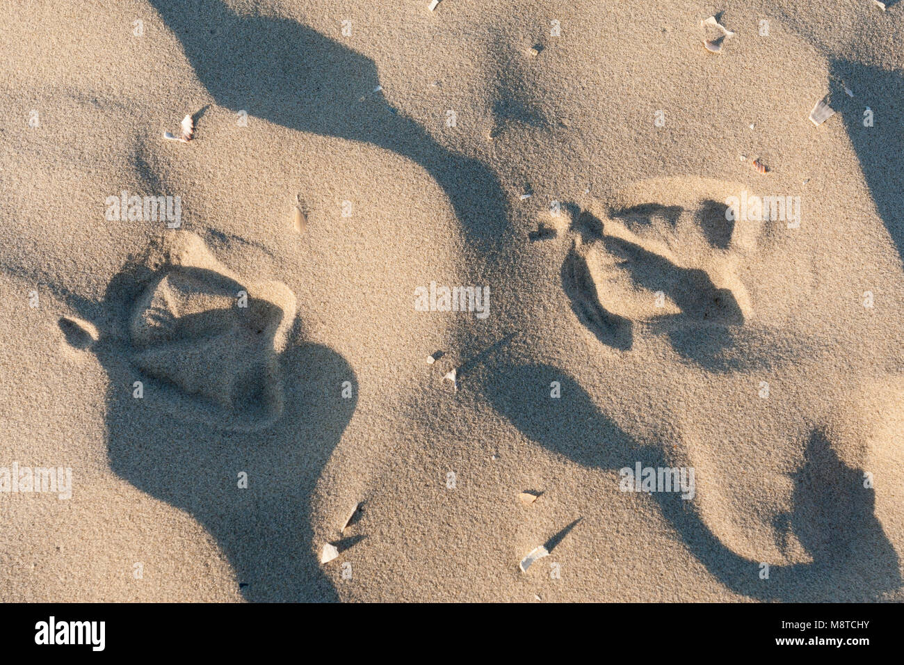 Vogelsporen in het Zand; Vogel Spuren im Sand Stockfoto