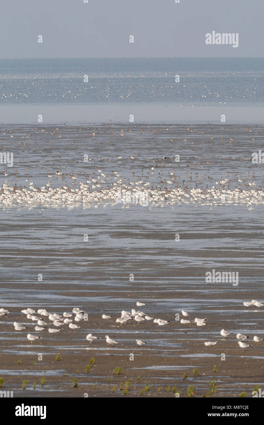 Groep Kluten rustend op Zee, Pied Avocet Herde am Meer ausruhen Stockfoto