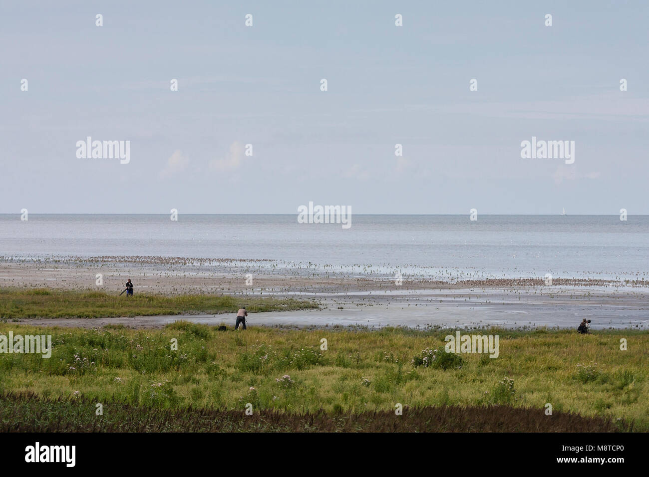 Mannen fotograferen Vogels op Wattenmeer; Männer Vögel fotografieren im Wattenmeer Stockfoto
