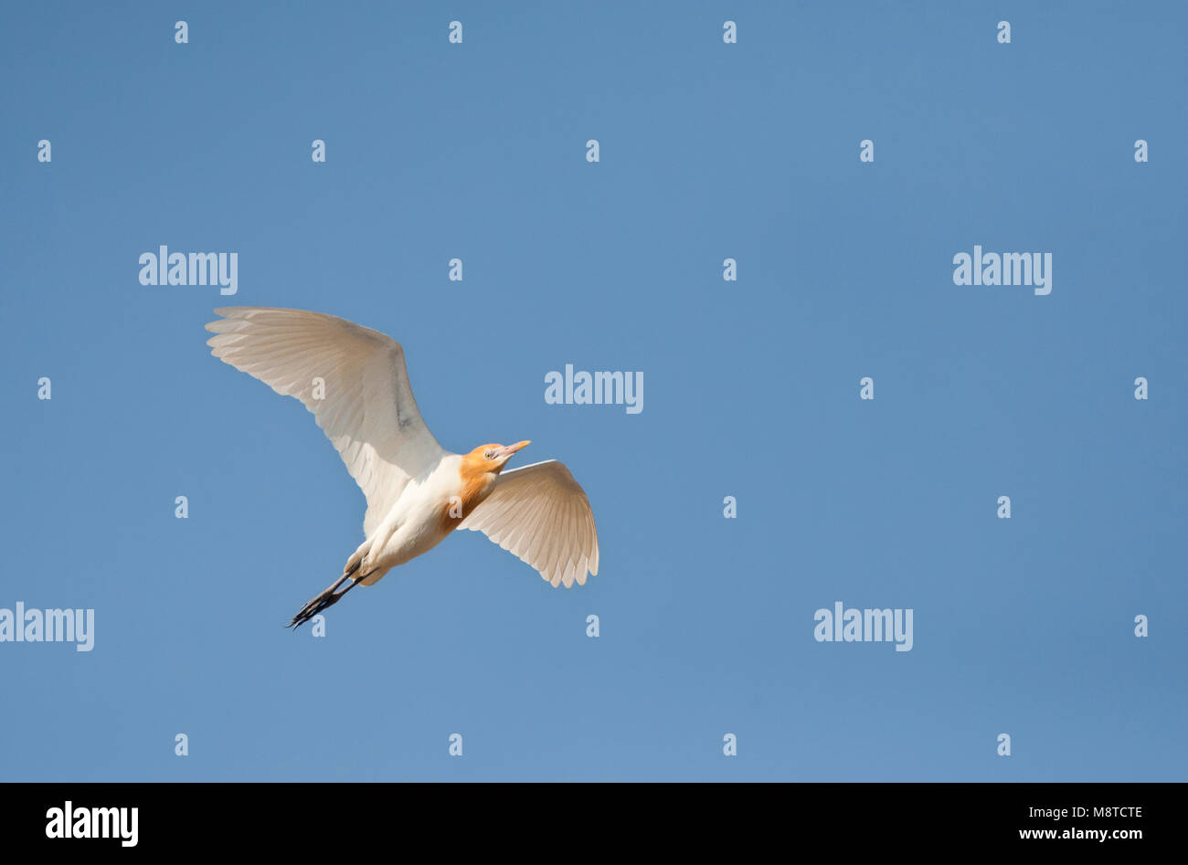 Östlichen Kuhreiher (Bubulcus coromandus) Fliegen über Happy Island, China Stockfoto