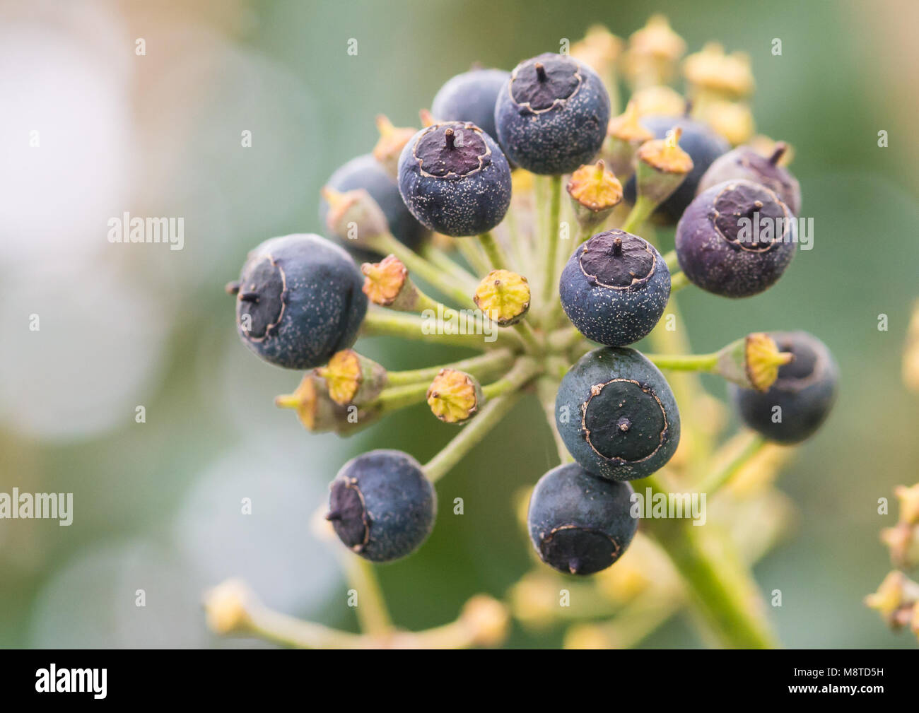 Eine Makroaufnahme der schwarzen Beeren eines Ivy Bush. Stockfoto