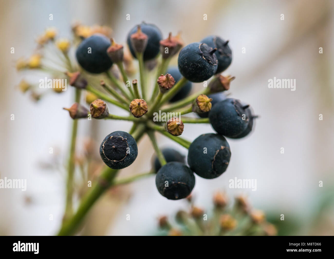 Eine Makroaufnahme von einigen Efeu Beeren, die fast reif sind. Stockfoto