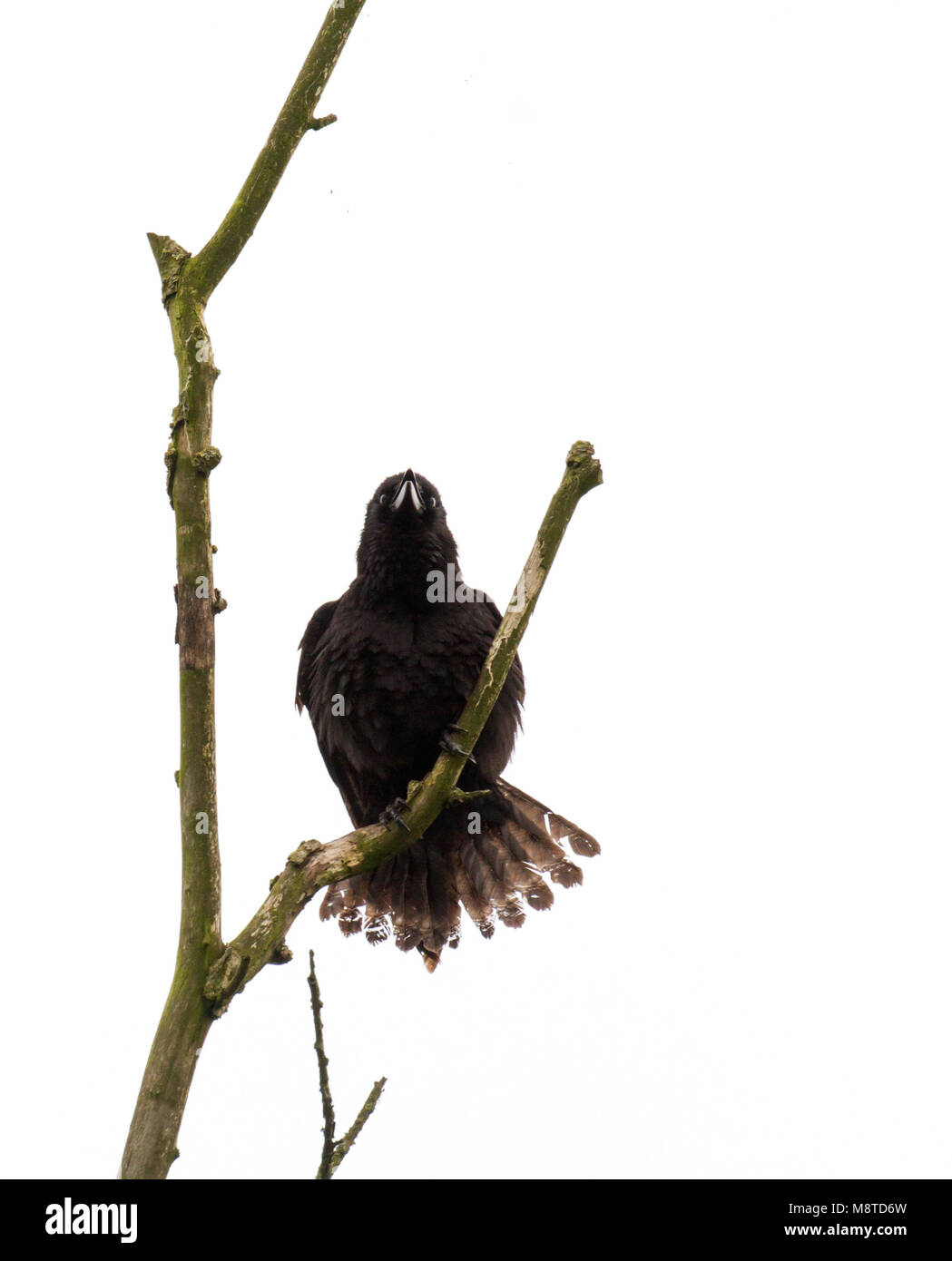 Zwarte Kraai zit roepend op Tak; Nebelkrähe Aufruf auf einem Zweig Stockfoto