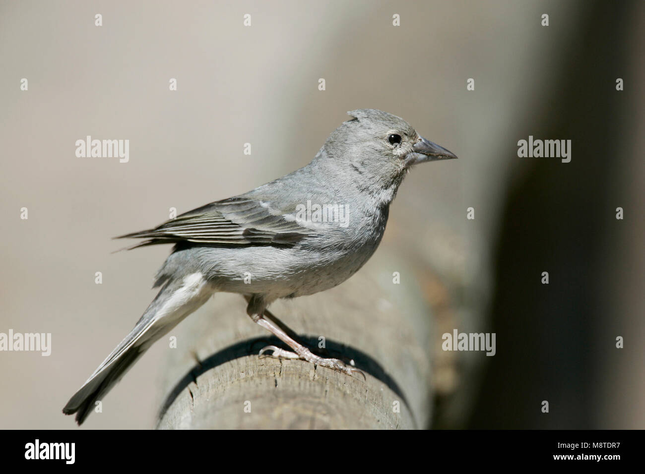 Vrouwtje Blauwe Vink; Weibliche Blue Buchfink Stockfoto