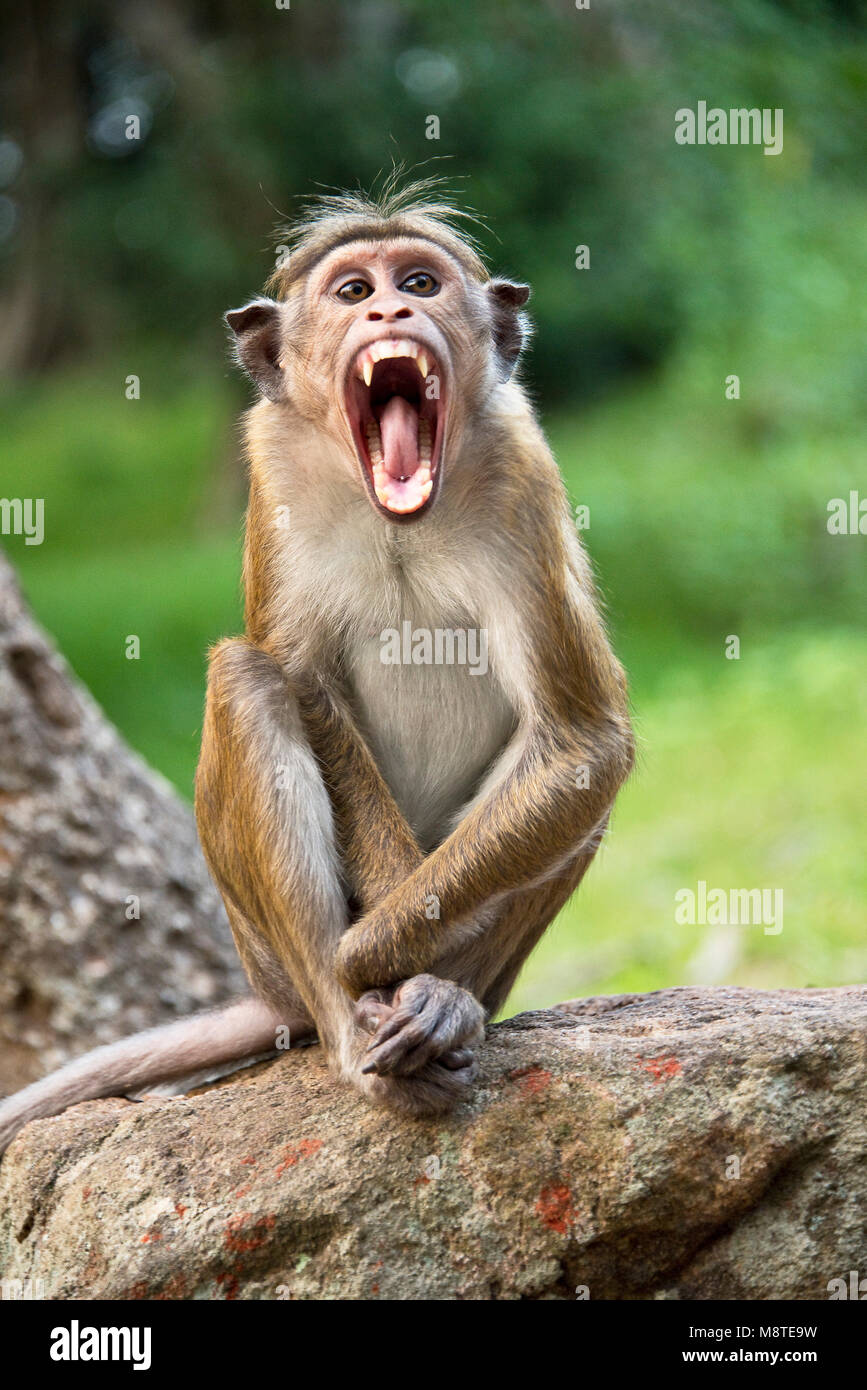 Rhesus Makaken (Macaca mulatta) Affe in Sri Lanka - Schreiende oder schreien. Stockfoto
