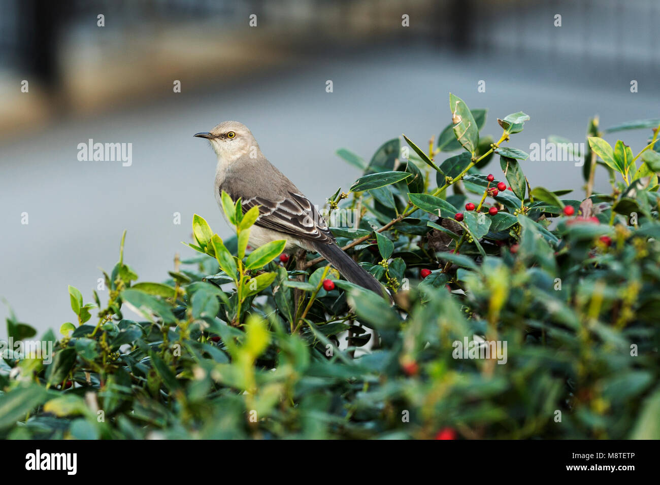 Eine nördliche Mockingbird (Mimus polyglottos) Sitzstangen auf einem Busch in Atlanta, Georgia. Stockfoto