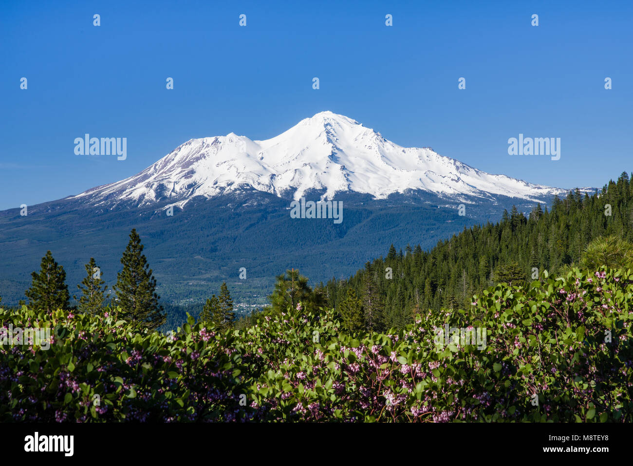 Blick auf einen Vulkan Mount Shasta in Nordkalifornien, der Schnee pack. Stockfoto